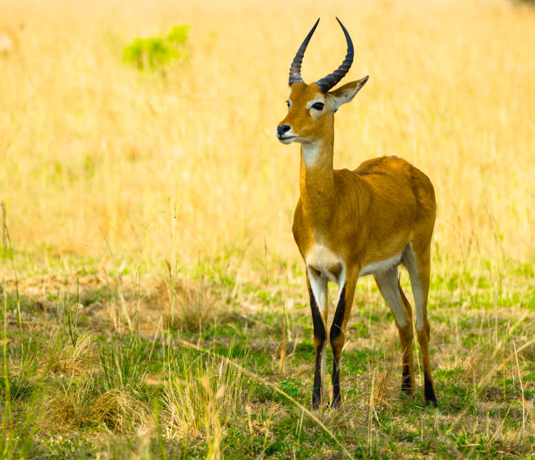 antilopa - Uganda