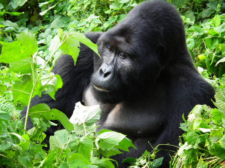 Uganda - horské gorily